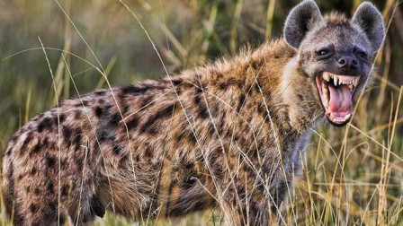 辽宁飞虎队凭借团队合作，战胜对手